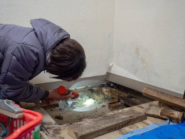 Best Basement Mold Removal  in East Lansing, MI