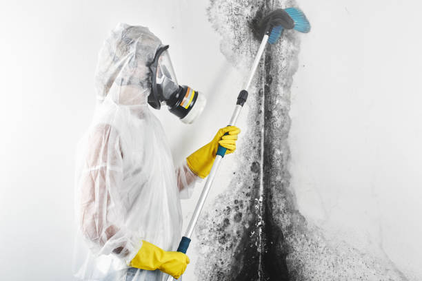 Mold Odor Removal Services in East Lansing, MI